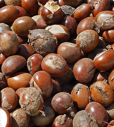 High-Quality Nigerian Shea Nuts